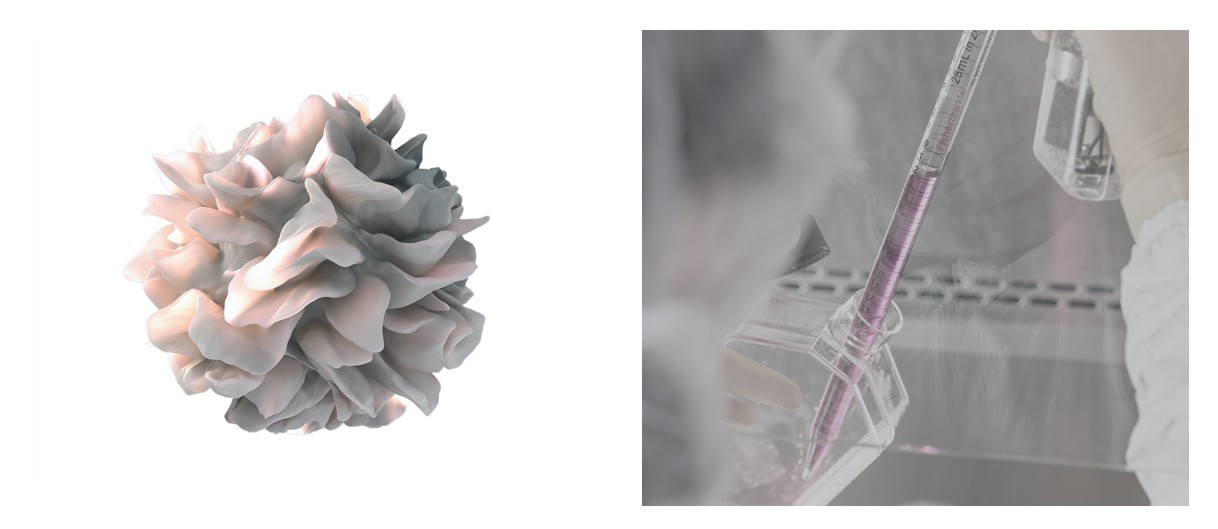 Cancer therapy by dendritic cells